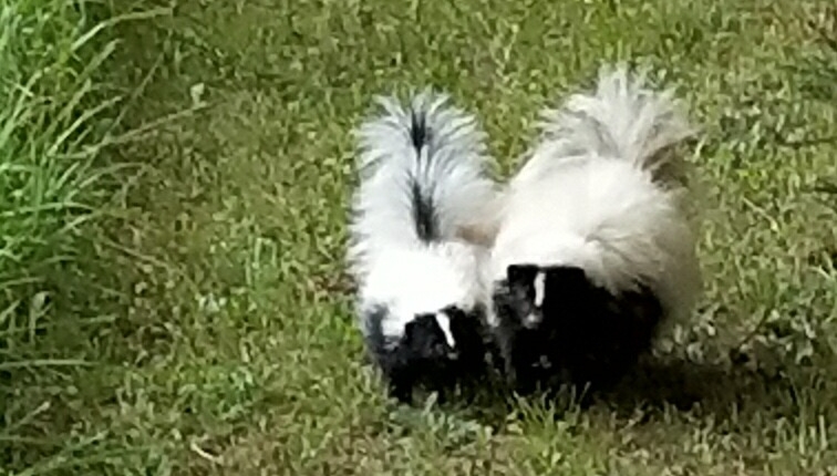 strolling baby skunks remind me of time I got skunked through an open window