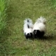 strolling baby skunks remind me of time I got skunked through an open window