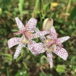 toad lily flowers ease the pain of being lost in grief in october