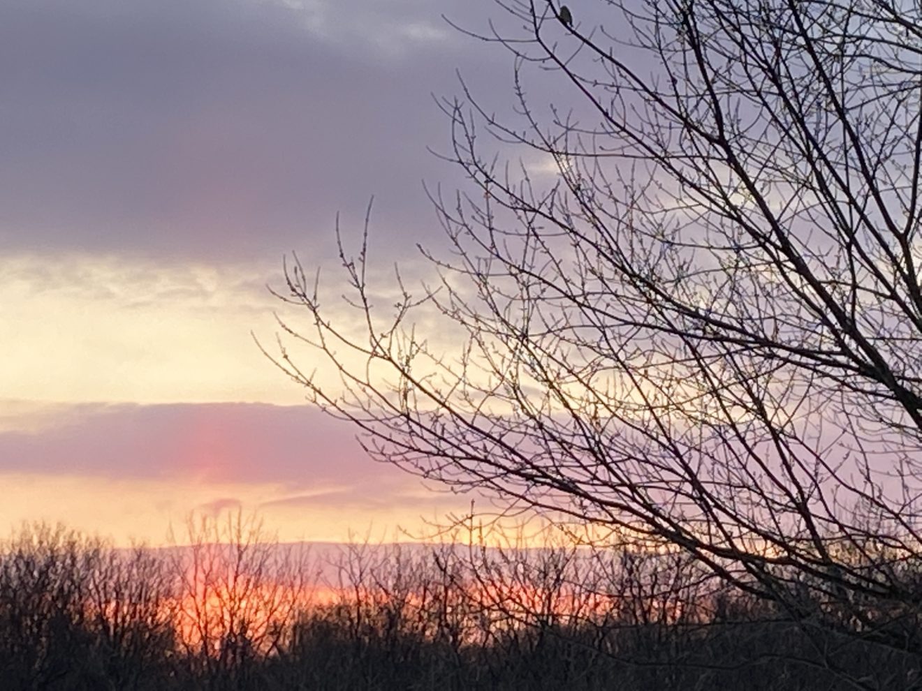 Enjoying the view from my window of a bare tree with a purple and orange-hued sunset while pondering how to strengthen the flow of Reiki as a receiver