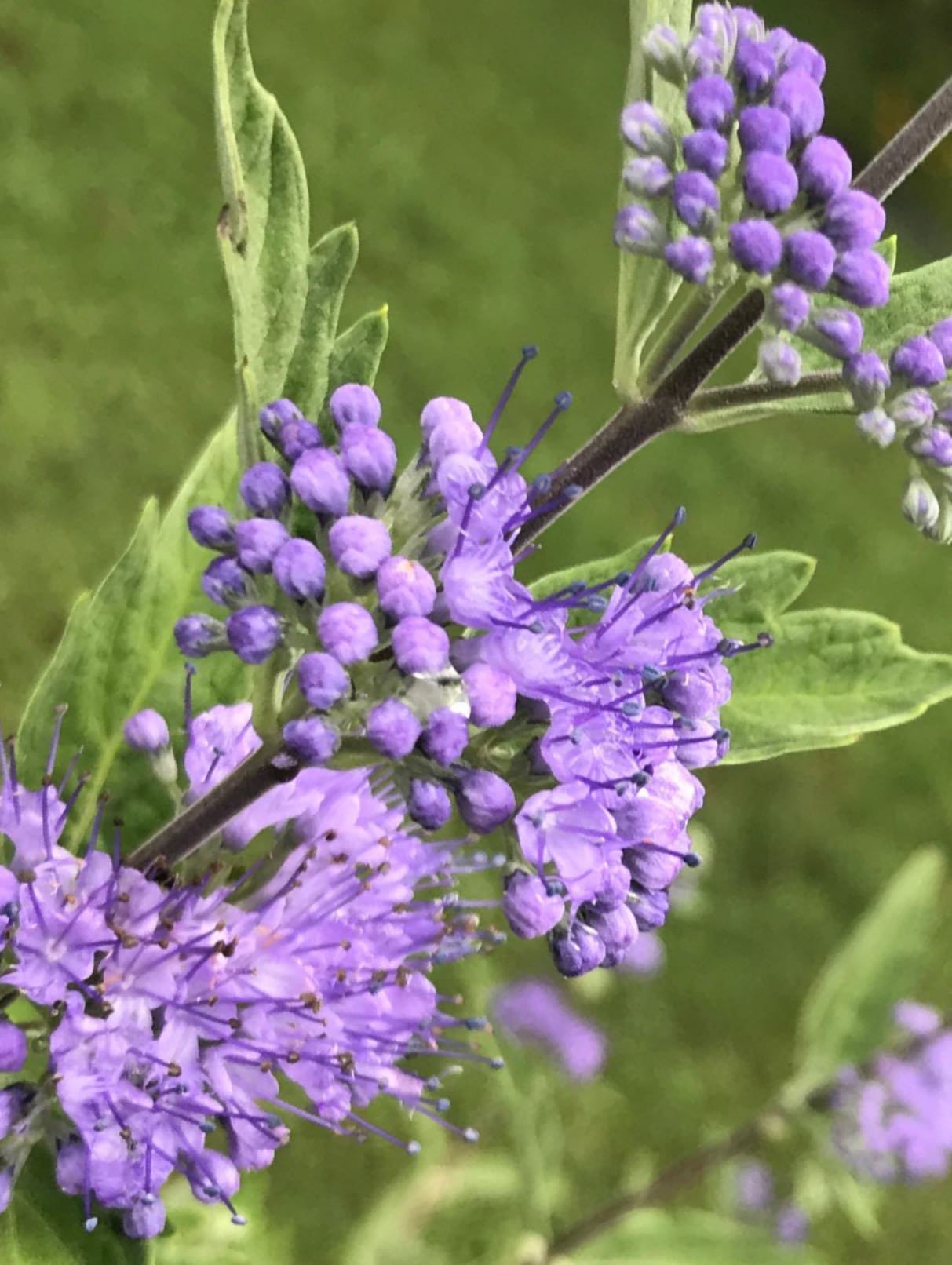 purple flowers are healing