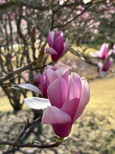 beautiful pink magnolia flower