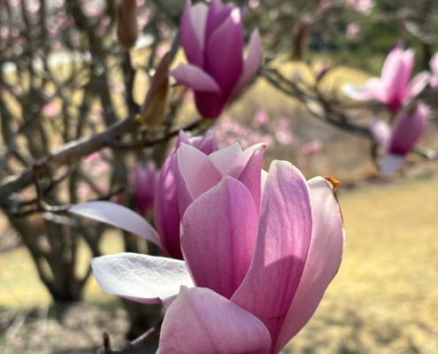 beautiful pink magnolia flower